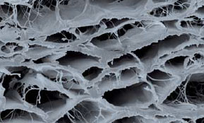 Bego_membrane